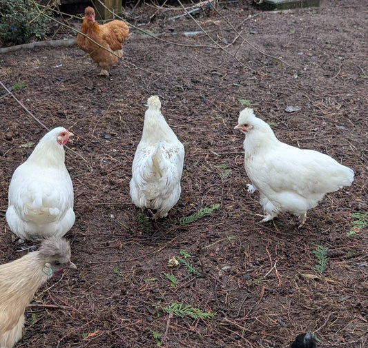 White 6 month old bantam satin silkie hen chicken