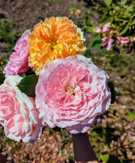 Mayra Pink lookalike garden rose plant flower bush deciduous shrub