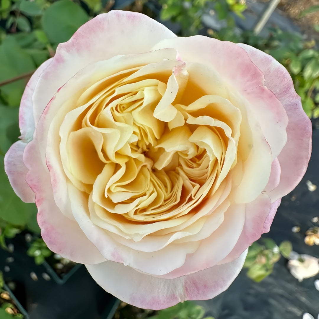 Priscilla lookalike garden rose plant flower bush shrub