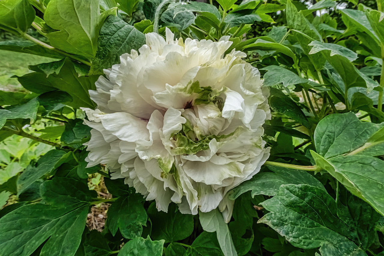"Green peas" large flower tree peony