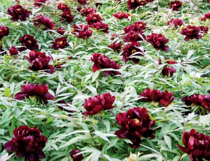 Hatsugarasu Japanese large flower tree peony