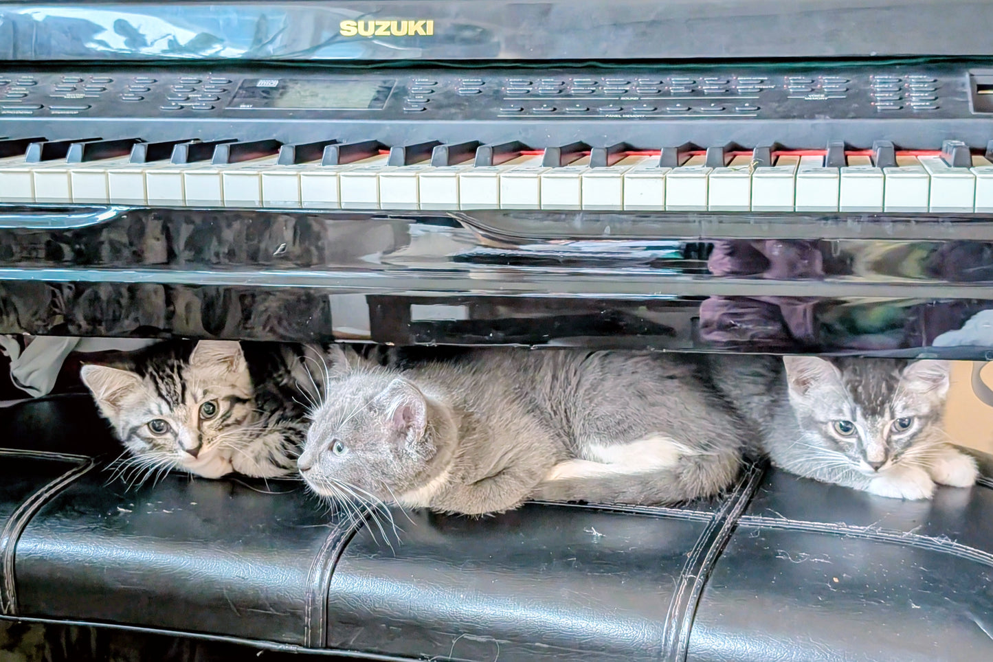 2.5 month old kitten kitty cats