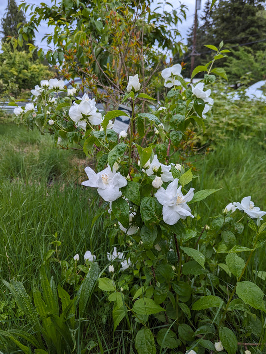 Free Mock Orange plant cuttings