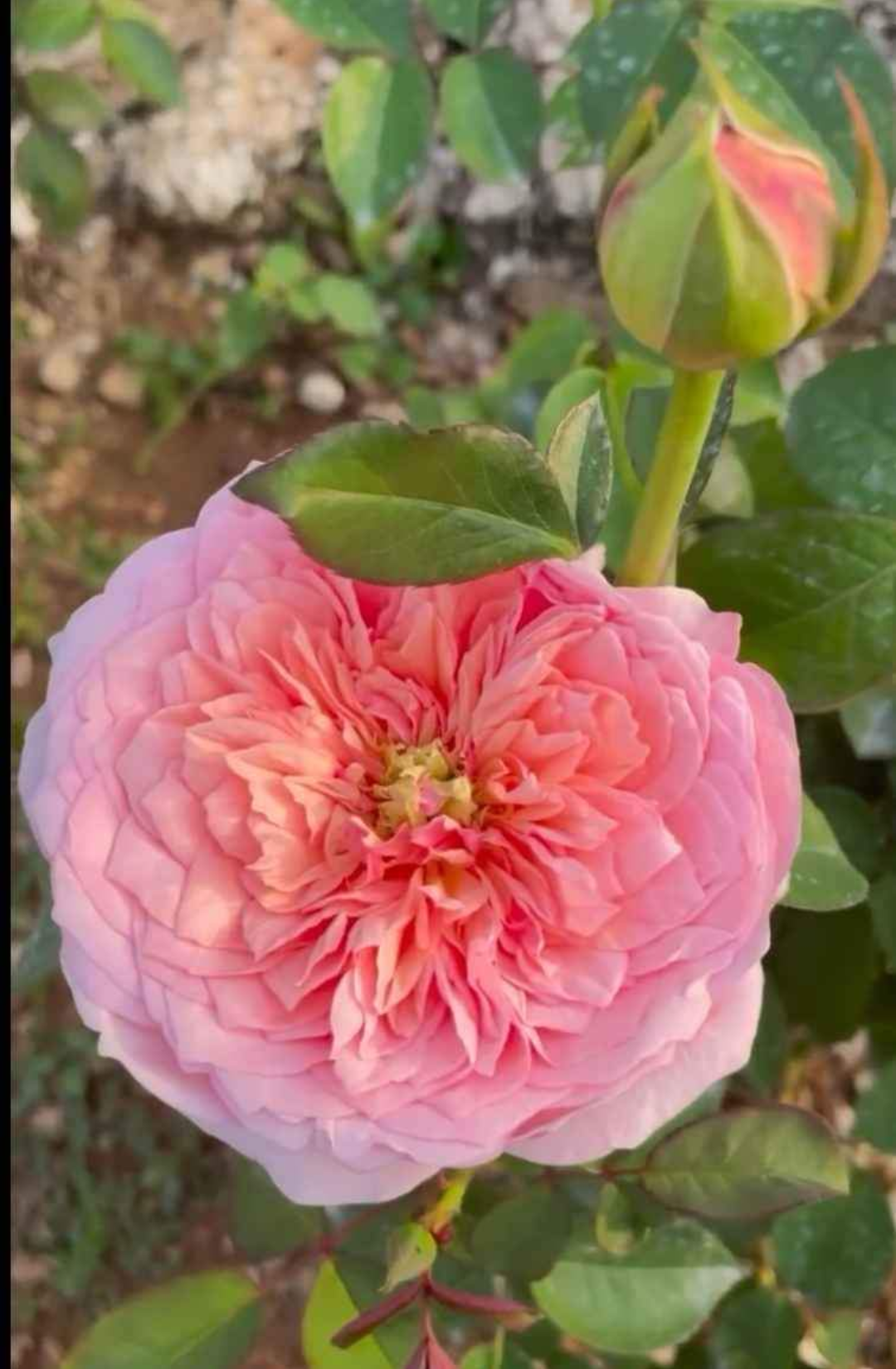Romeo lookalike garden rose plant flower bush deciduous shrub