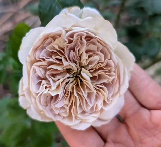 Cafe Latte garden rose plant flower bush shrub