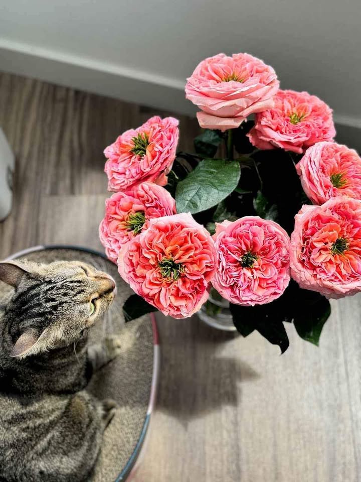 Pink Xpression (expression) garden rose plant flower bush shrub