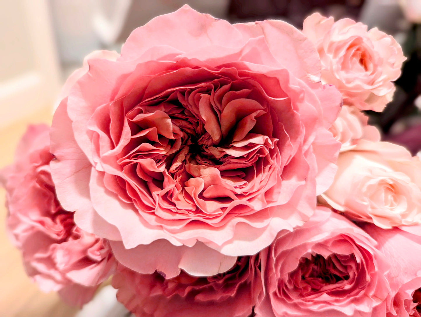 New rose garden rose plant flower bush shrub