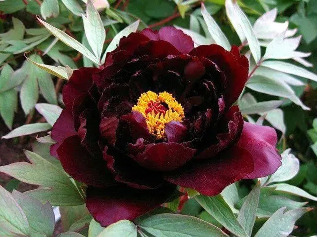 Hatsugarasu Japanese large flower tree peony