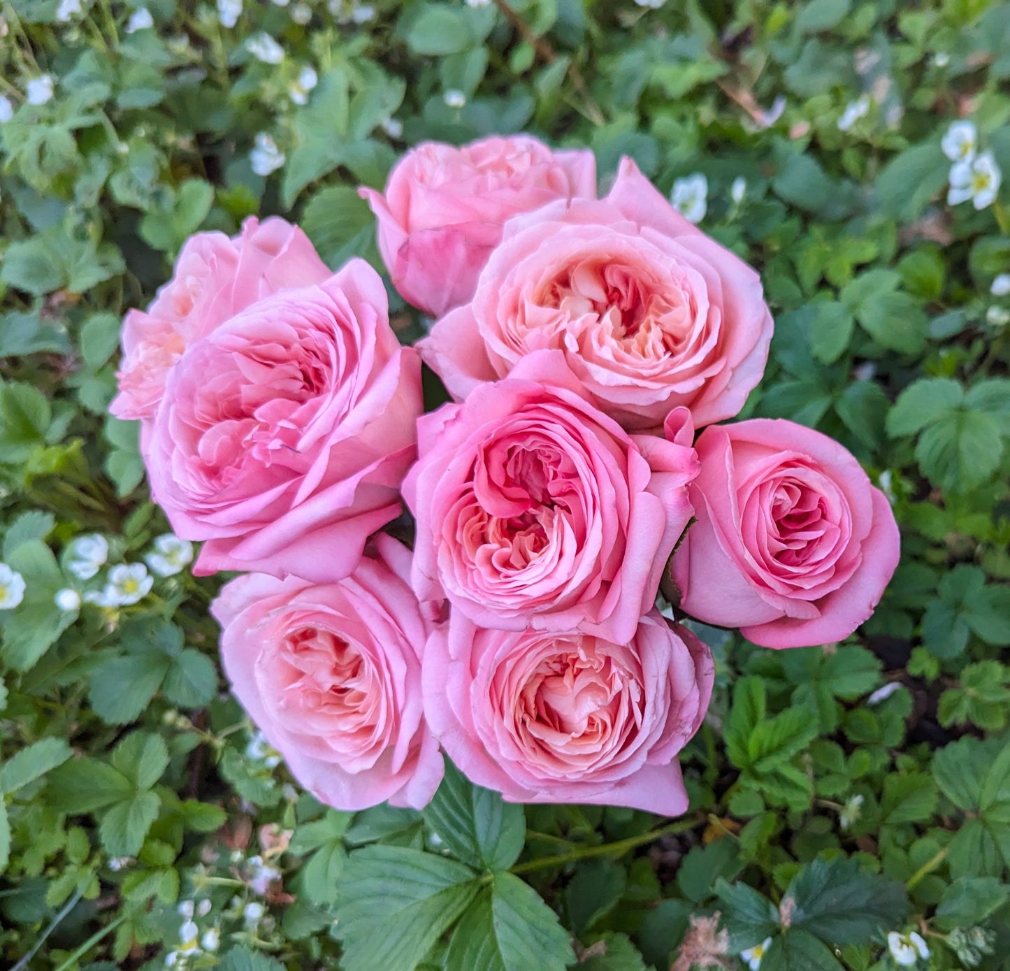 Pink Xpression garden rose plant flower bush shrub