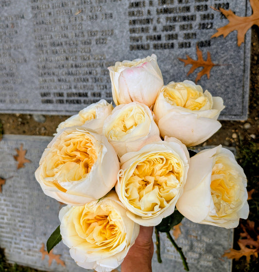 Pursuasion lookalike garden rose plant large flower bush deciduous shrub