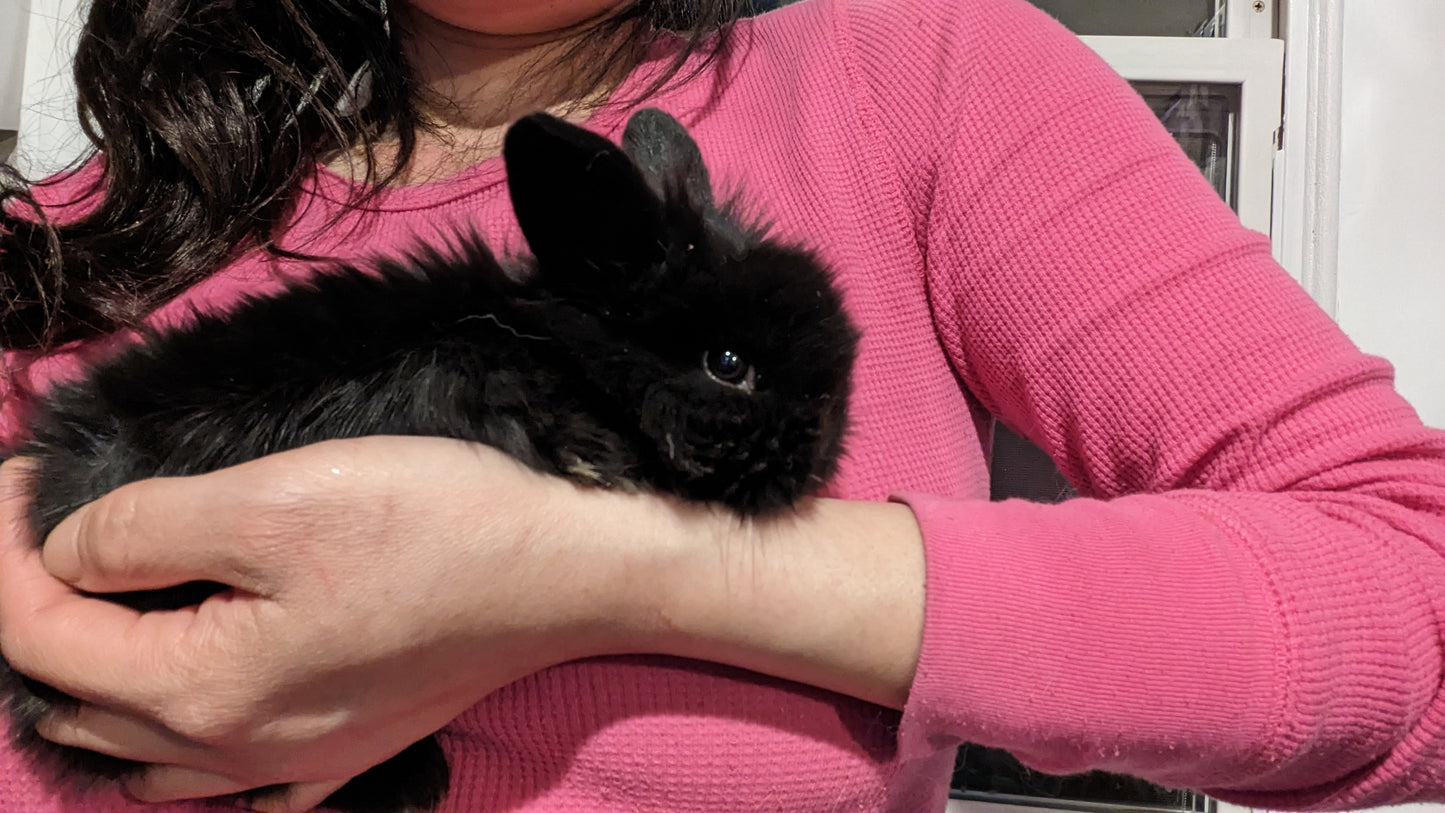 2 month old black bunny rabbit