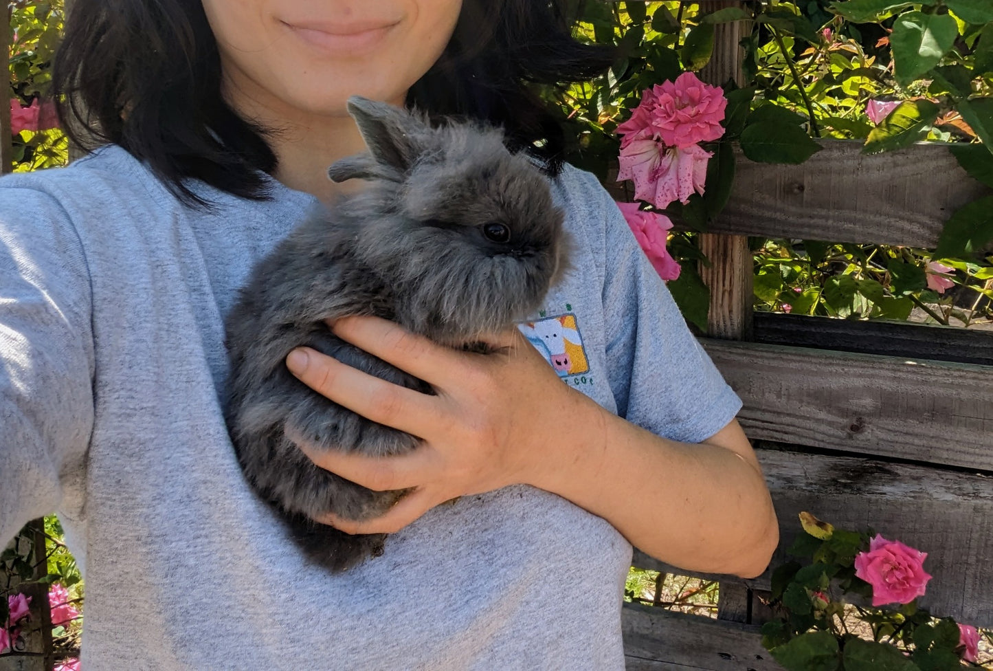 2-6 month old bunny rabbits