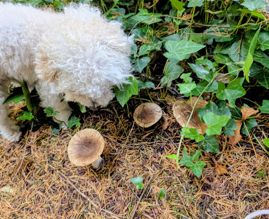 Russula mushroom spores