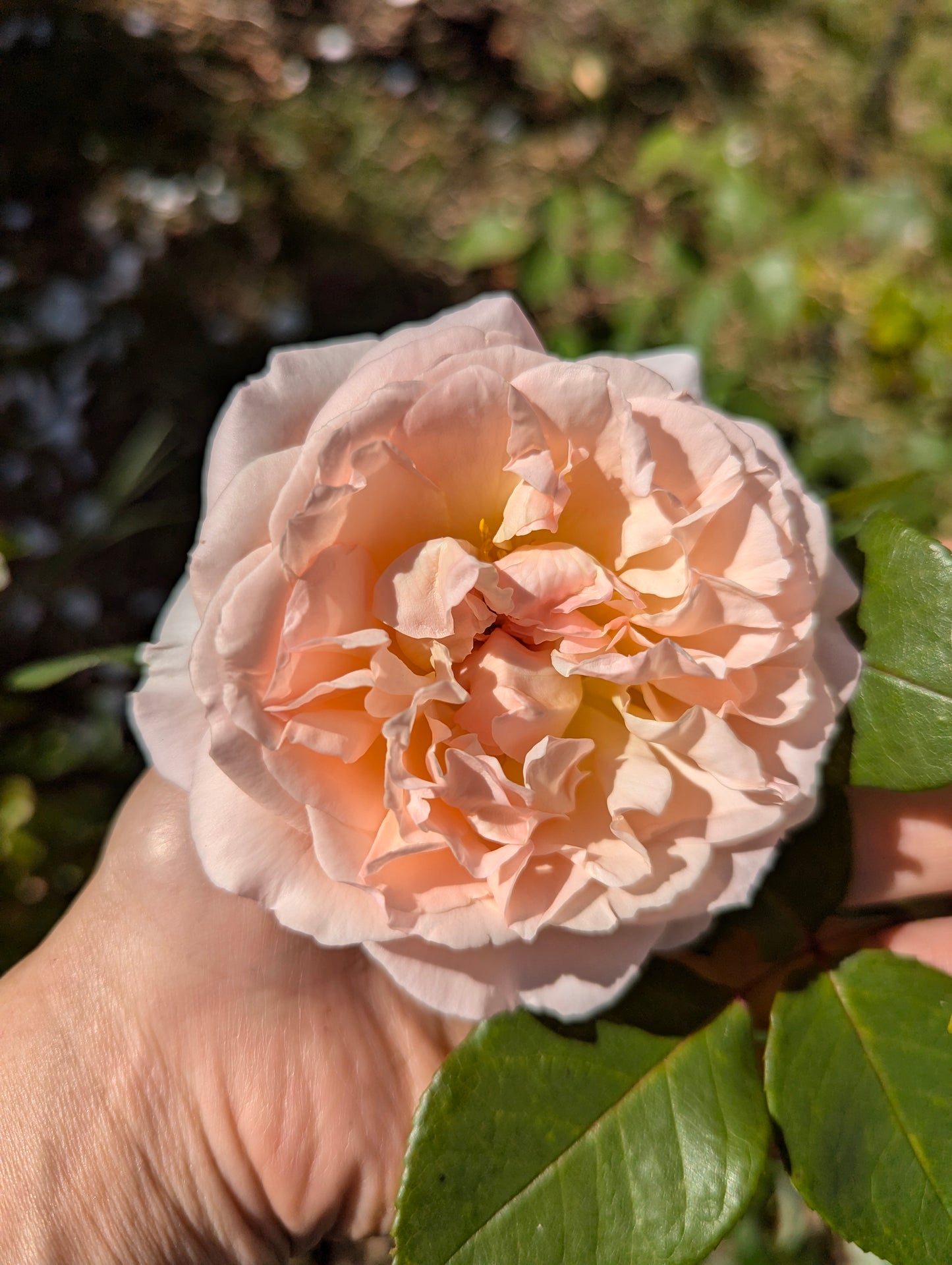 Free few thorn apricot rose plant cuttings