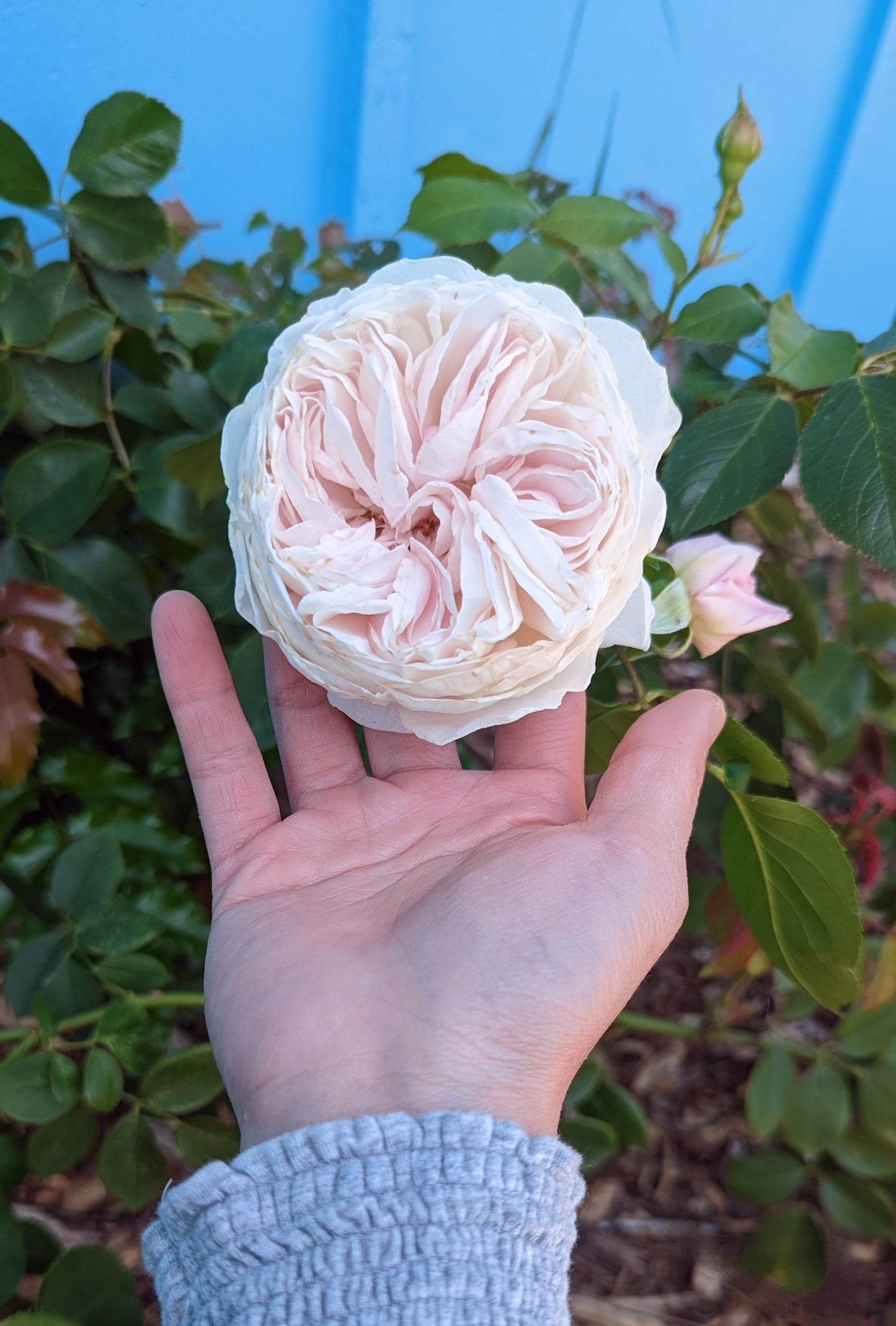 Random lost tag garden rose plant flower bush deciduous shrub