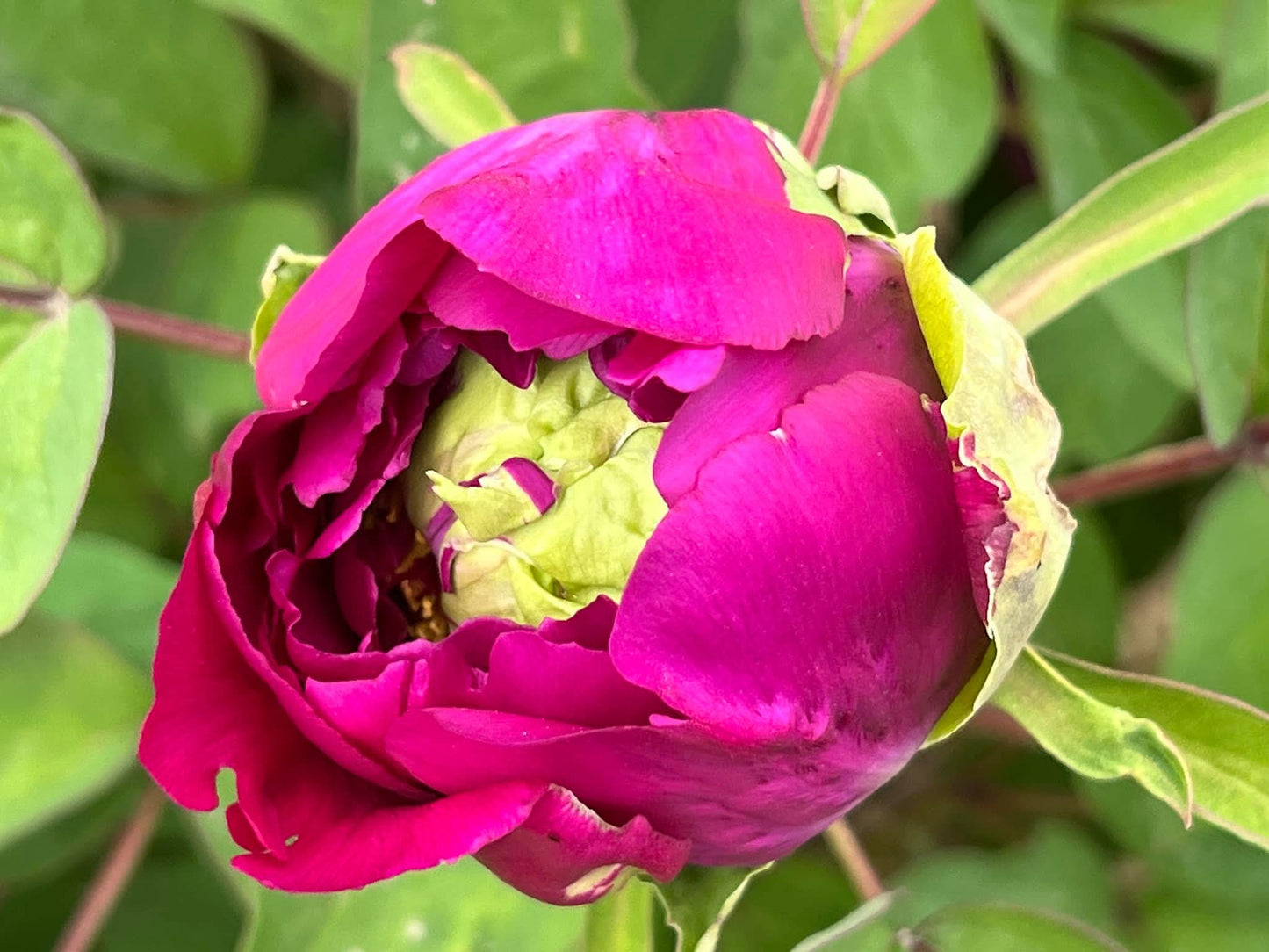 "Champion Crown" large flower tree peony
