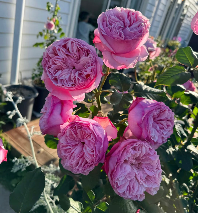 Care lookalike garden rose plant flower bush deciduous shrub