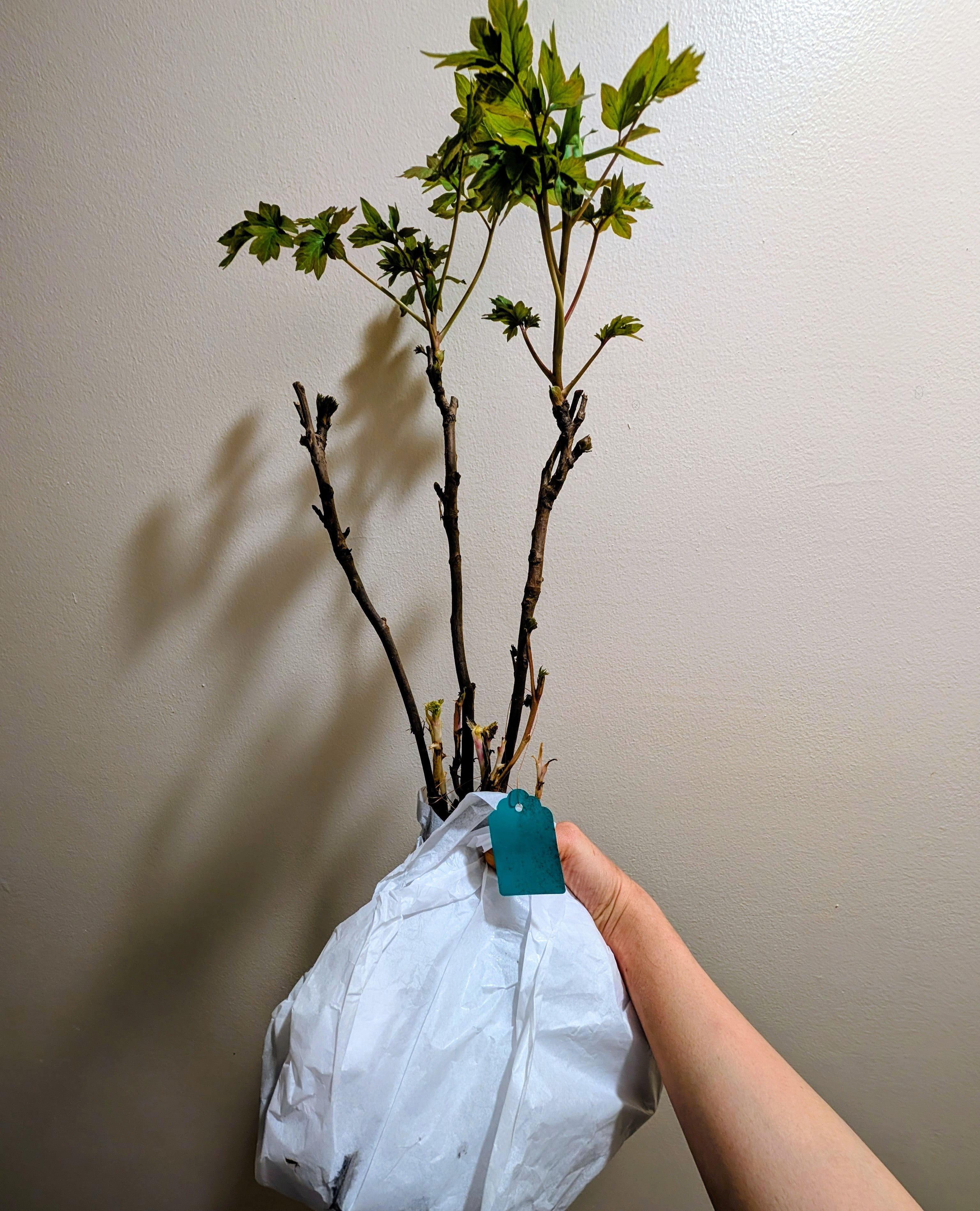 "Blue sky floating clouds" large flower tree peony