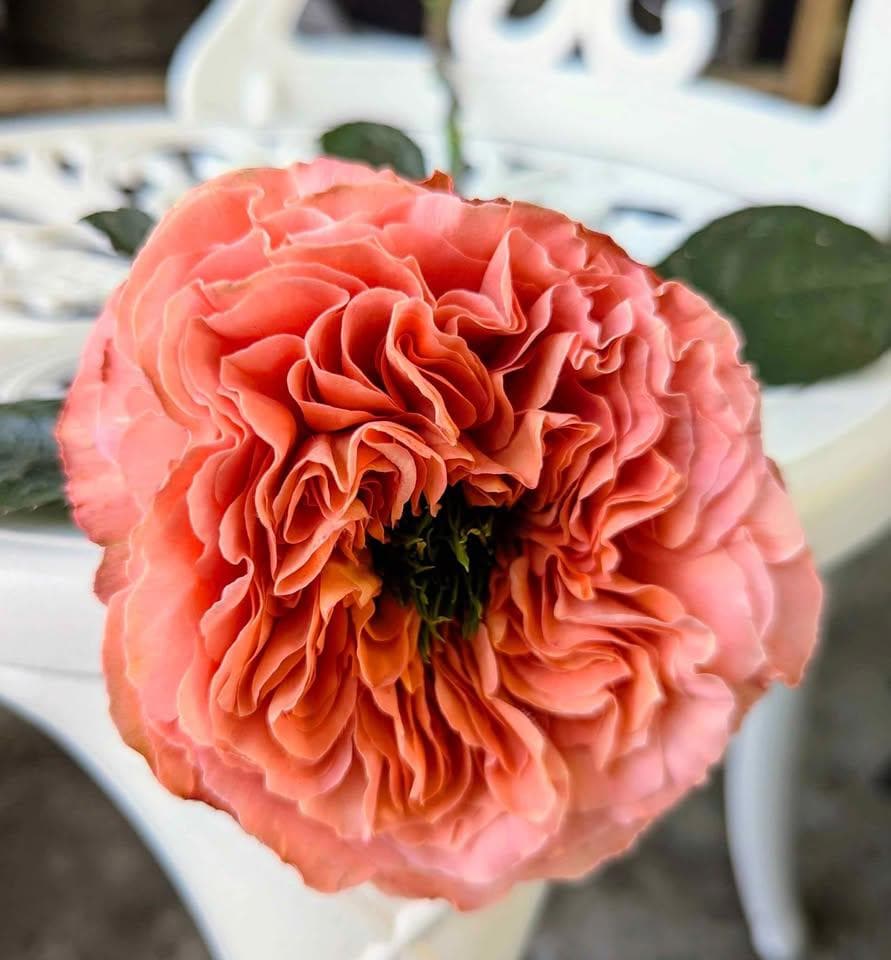 Mandarin X-pression lookalike garden rose plant flower bush shrub