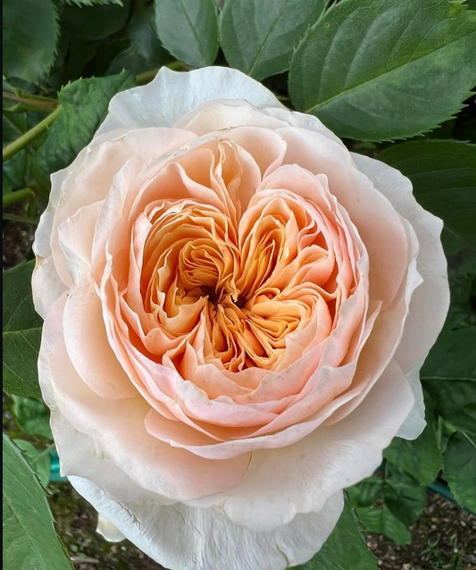 David Austin's Ausjameson (Juliet) lookalike Hanxian climbing garden rose plant large flower
