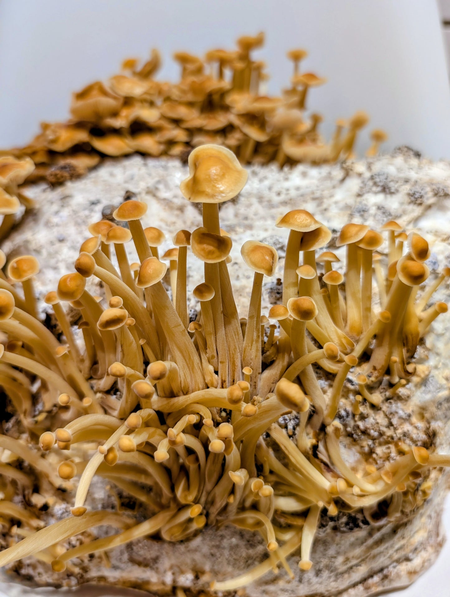 Organic Golden Enoki Fruiting Block – Mushroom Growing Kit