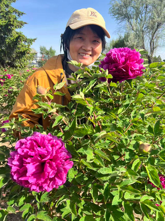"Hong Guan Qun Fang" tree peony