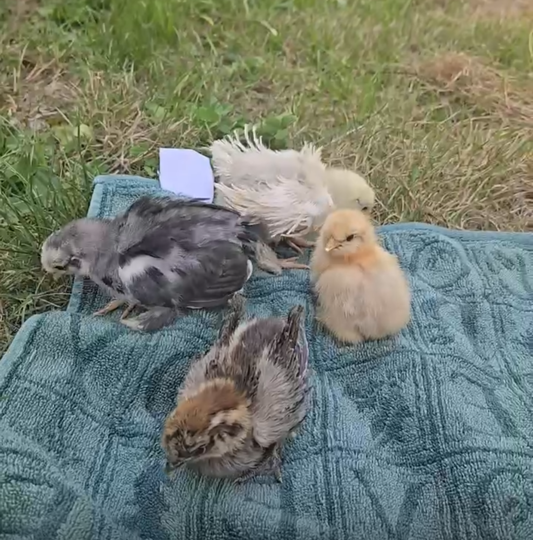 Baby frizzle chicks