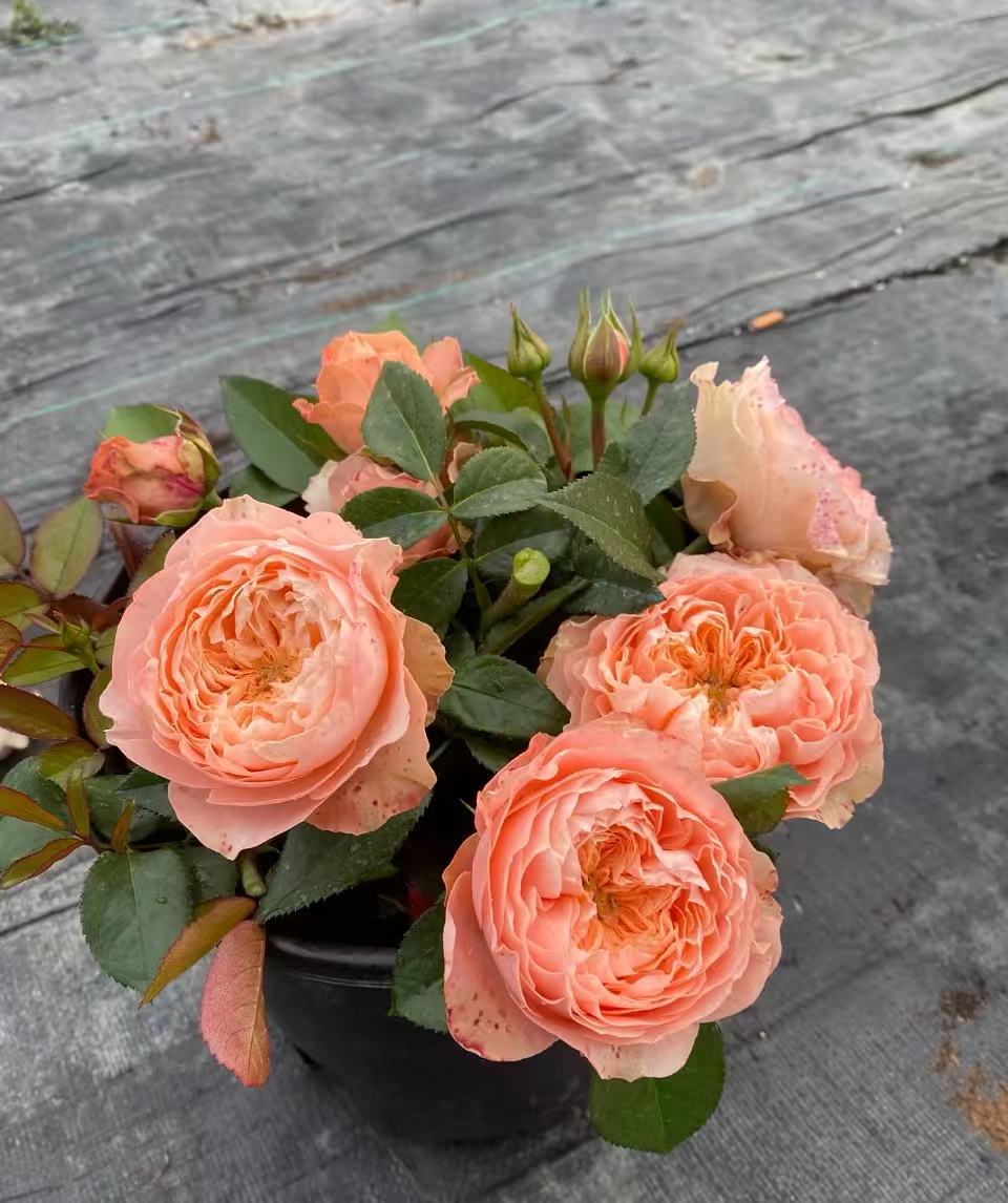 Sweet Harper lookalike garden rose plant flower bush deciduous shrub