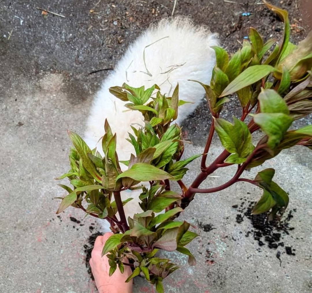 "Champion Crown" large flower tree peony