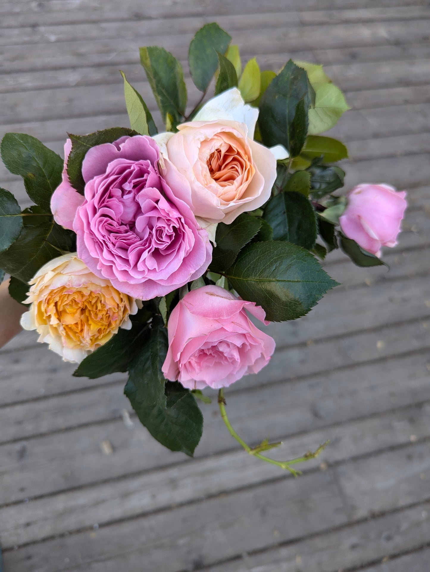 10 mixed rose plants: English Ausjameson, her lover Romeo, Ausimmon and her other friends