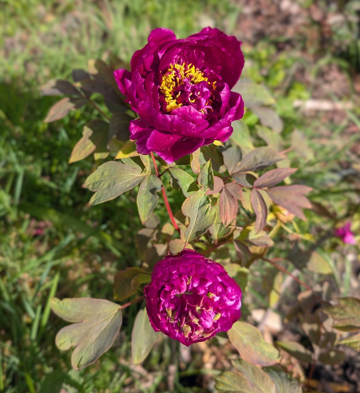 "Champion Crown" large flower tree peony