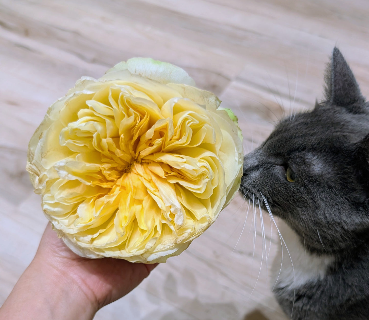 Antonia's Garden lookalike garden rose plant large flower bush deciduous shrub