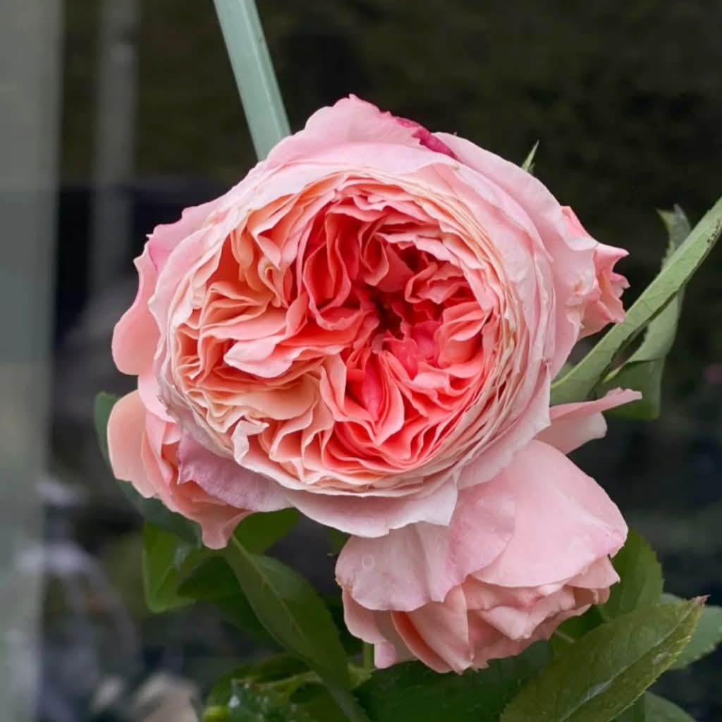 Princess Sakura garden rose plant flower bush shrub