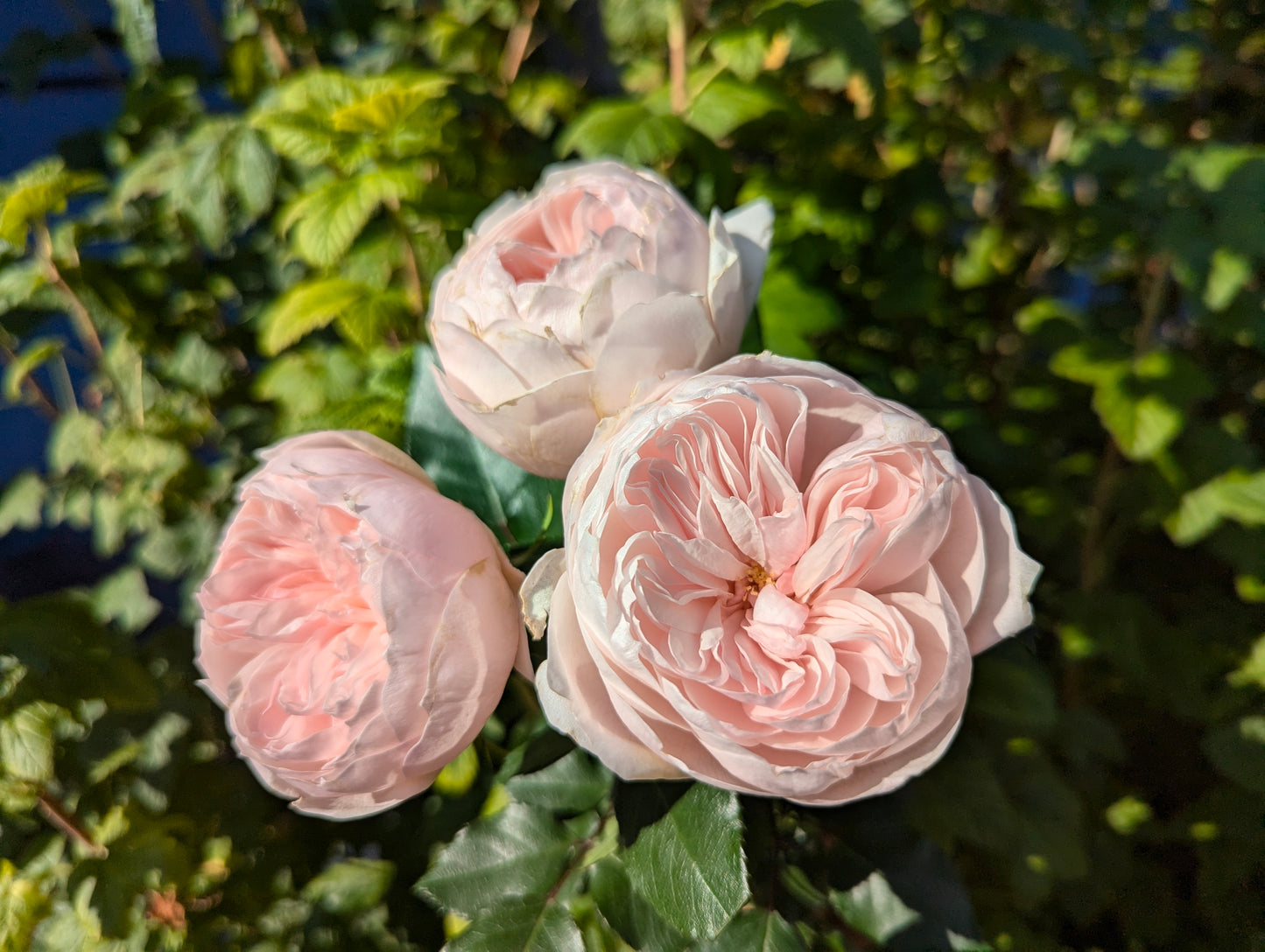 Sabrina lookalike garden rose plant flower bush shrub