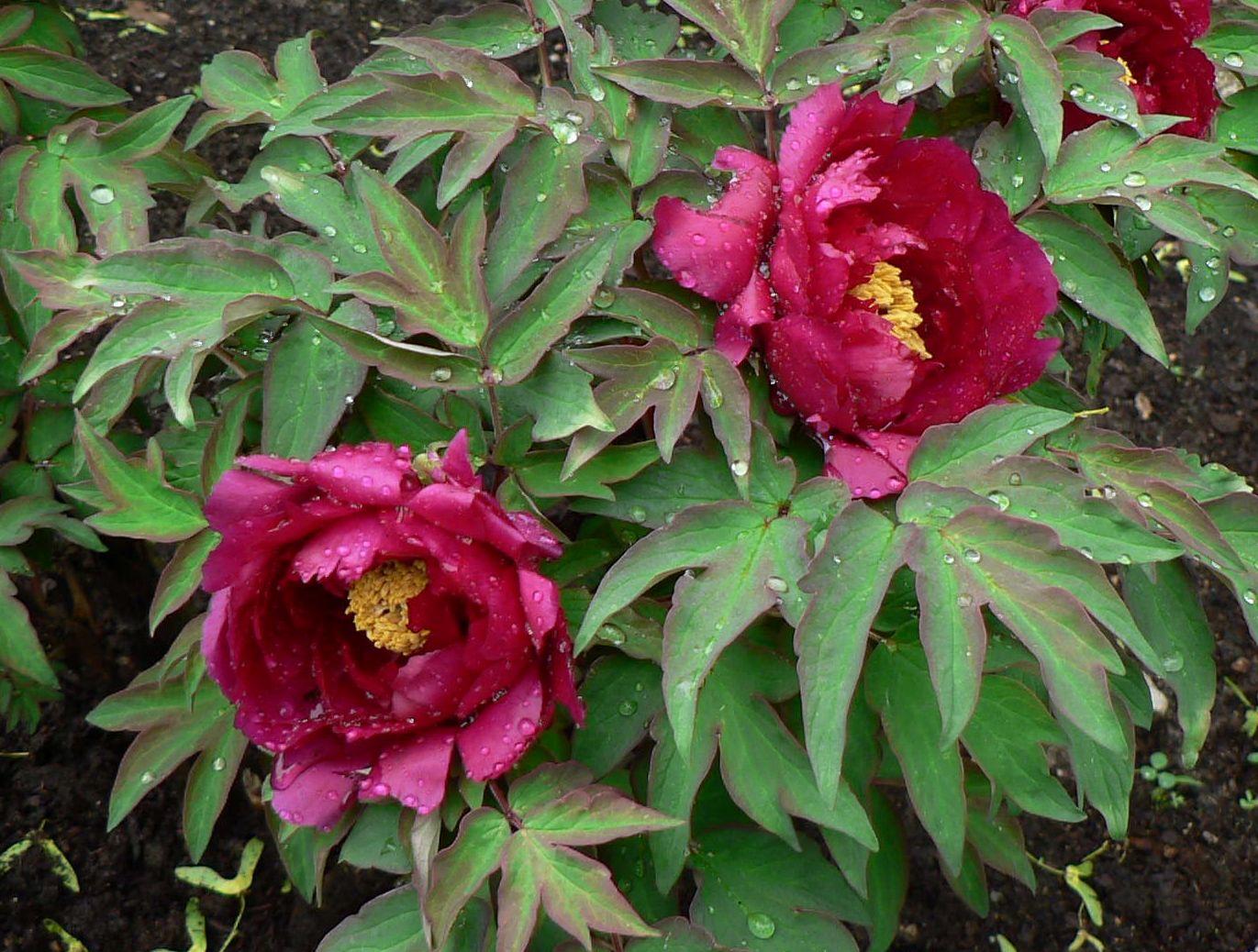 "Dark Gold Dazzle Splendor" large flower tree peony