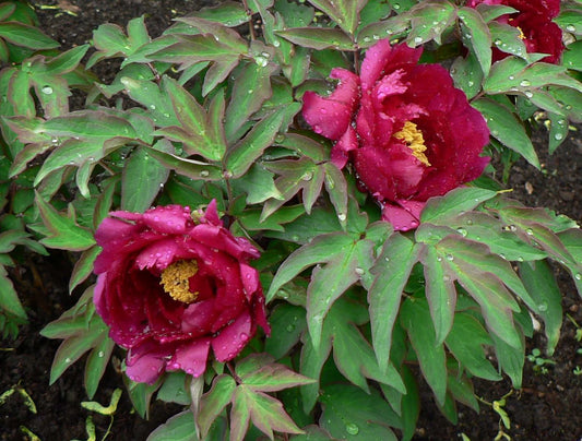 "Dark Gold Dazzle Splendor" large flower tree peony