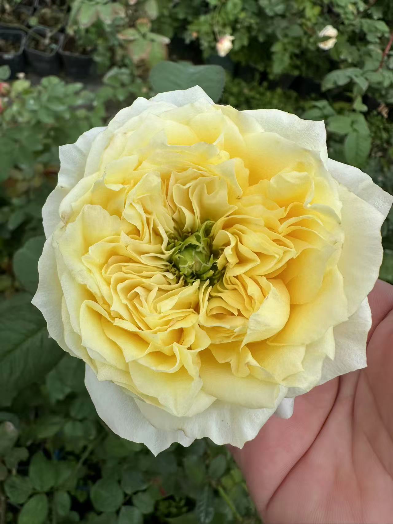 Pearl drift lookalike garden rose plant flower bush deciduous shrub