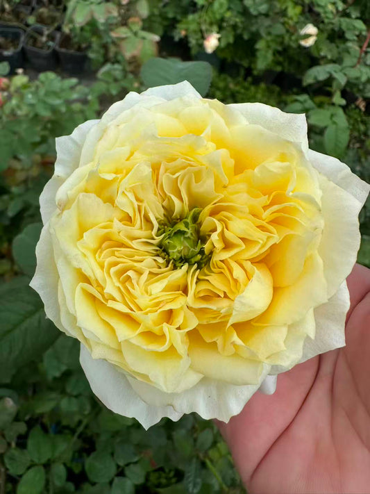 Pearl drift lookalike garden rose plant flower bush deciduous shrub