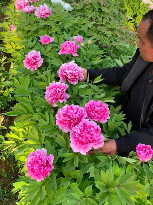 Tai Ping Hong tree peony