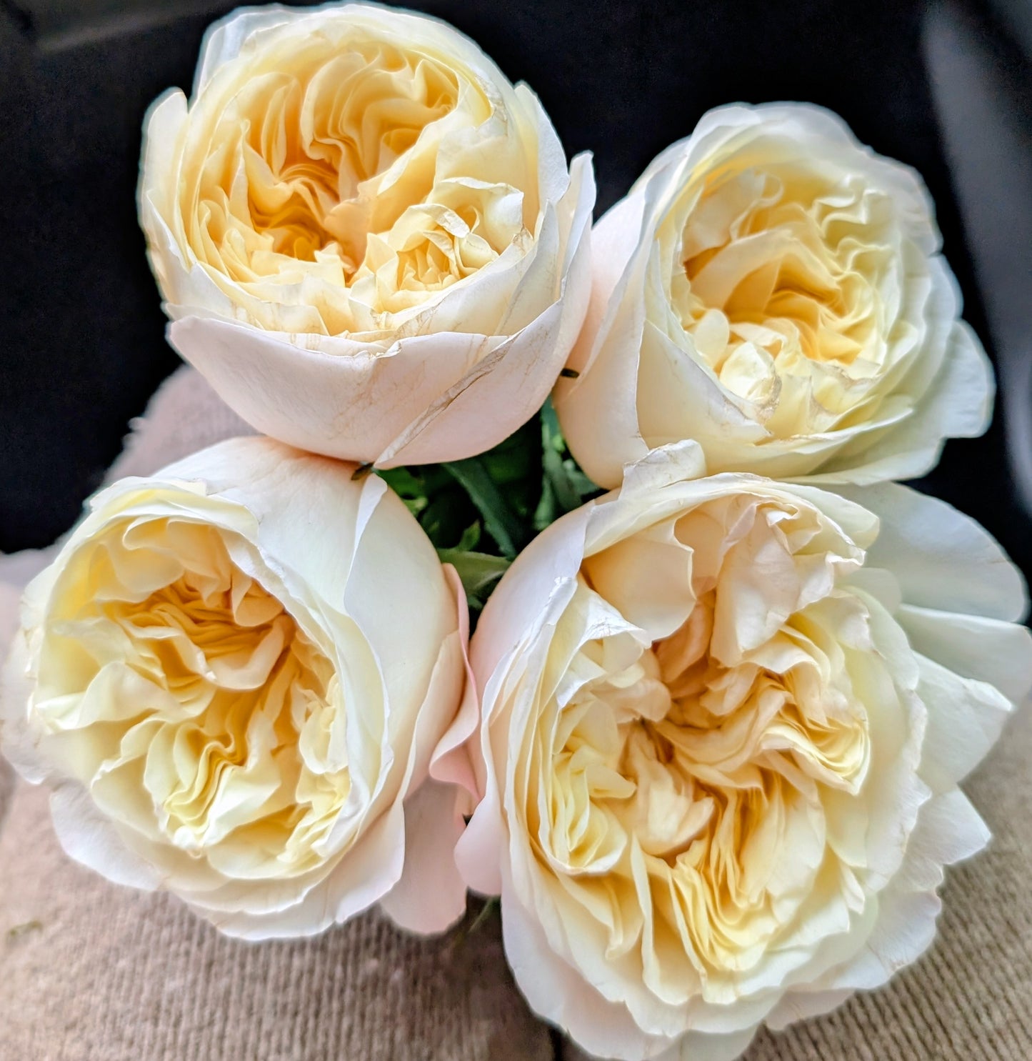 Pursuasion lookalike garden rose plant large flower bush deciduous shrub