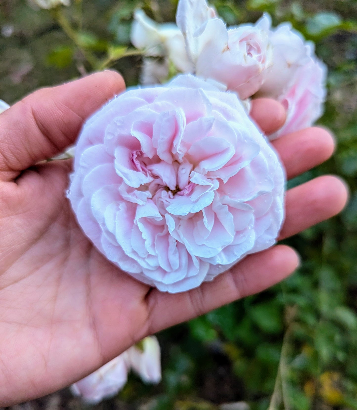 Souvenir de Malmaison garden rose plant flower bush shrub