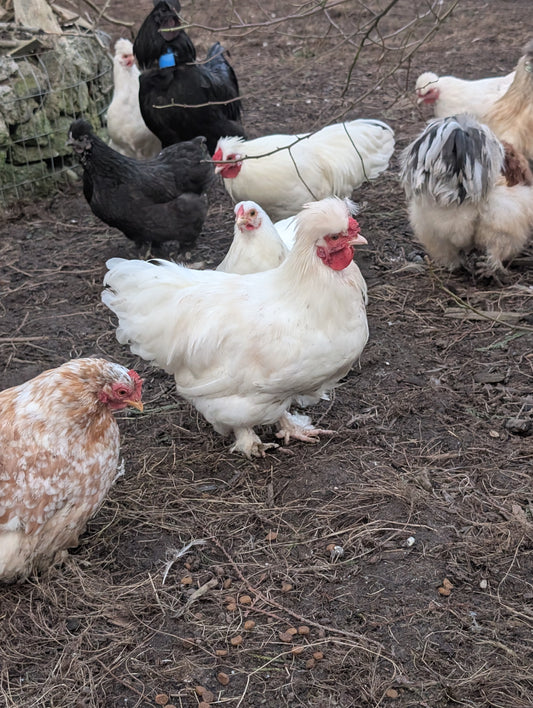 Free small bantam mixed frizzle X silkie rooster