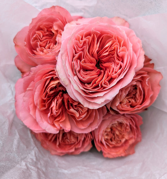 Pink Xpression lookalike garden rose plant flower bush shrub