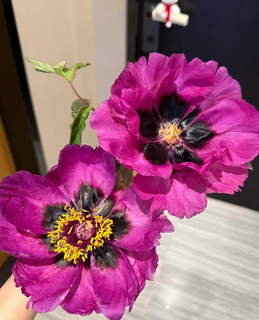 He Ping Zi tree peony