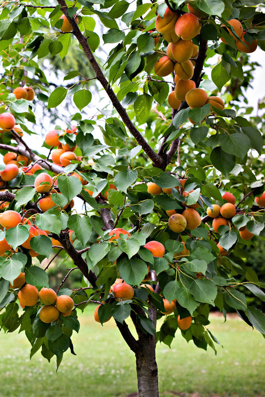 Free apricot plant cuttings