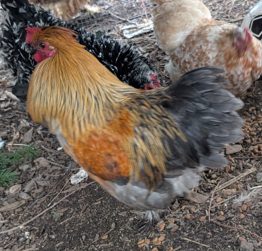 Free small bantam mixed color satin silkie rooster