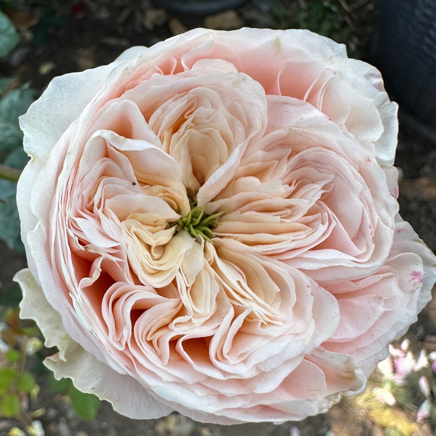 Paradise Beach lookalike garden rose plant flower bush shrub