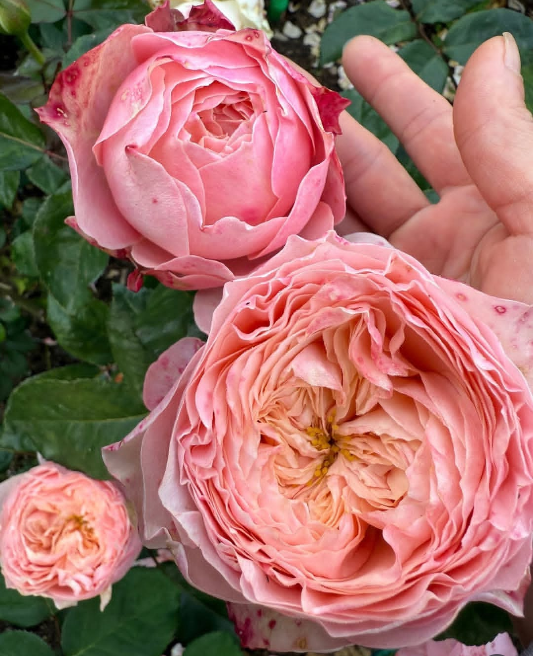 Harper lookalike garden rose plant flower bush deciduous shrub