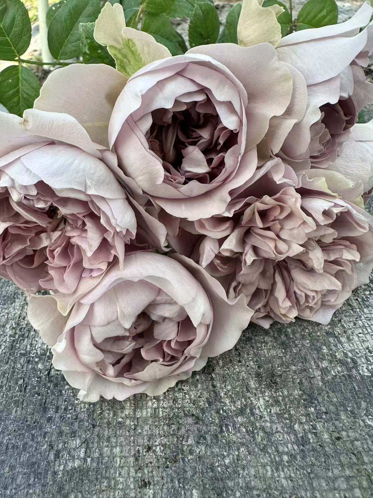 Villa Lilla lookalike garden rose plant flower bush deciduous shrub