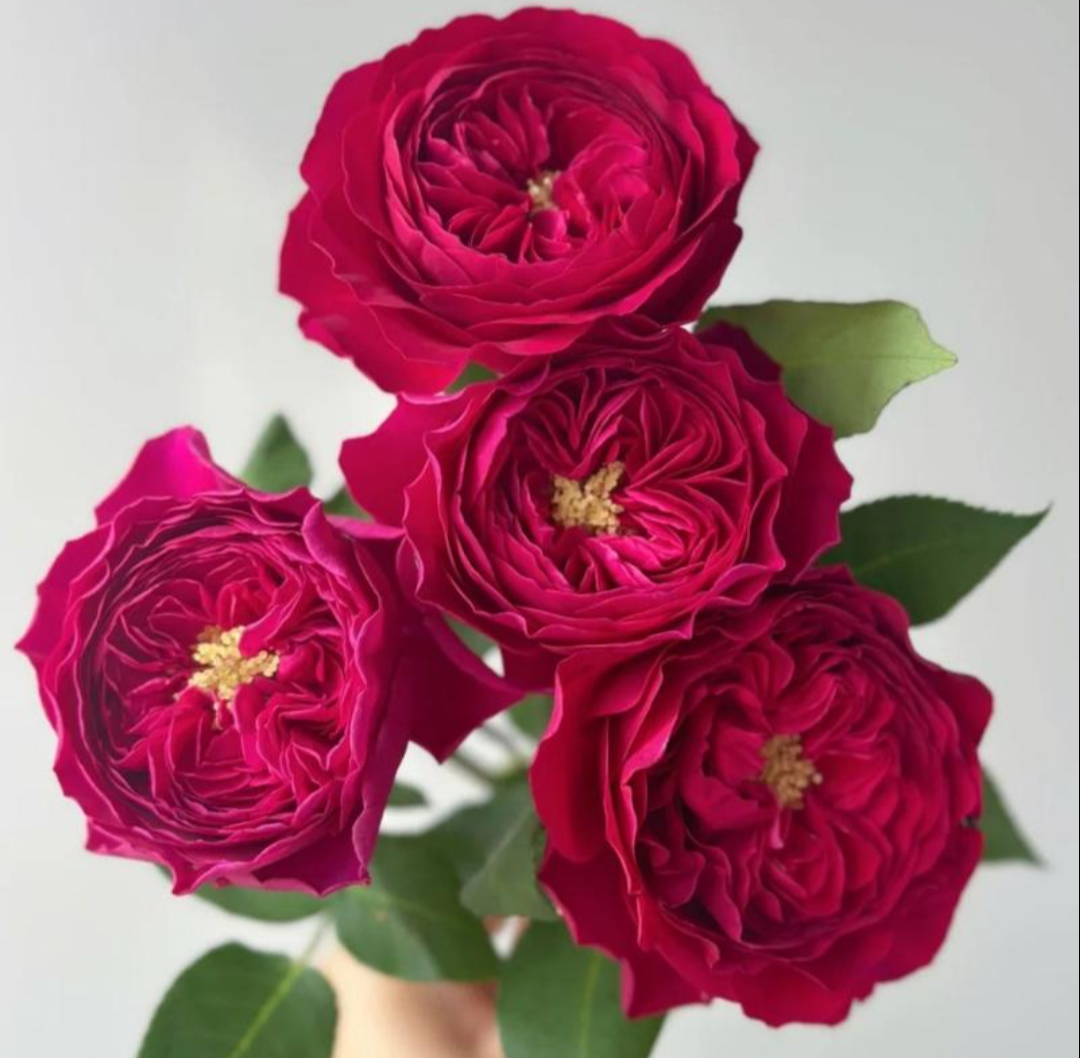 Country Spirit Peonia lookalike garden rose plant flower bush deciduous shrub